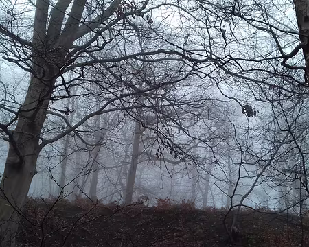 017 Hêtres dans la brume