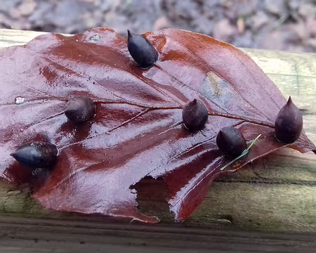 025 Galles du hêtre produites par un insecte