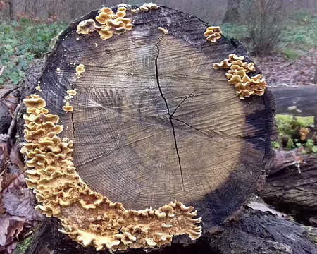 029 Polypores sur tronc de chêne