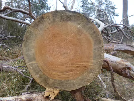 2021-12 Fontainebleau - hiver