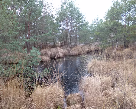 P1140564 La mare aux sangliers