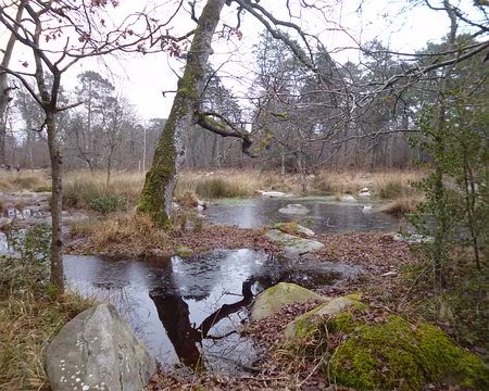 P1140567 Mare près du carrefour du Grand veneur