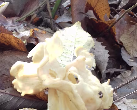 025 Helvelle crépue