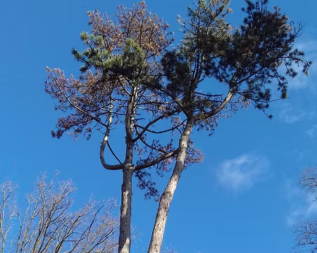 035 Pins Laricio de Corse au sommet du parc