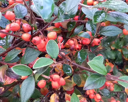 003 Baies de Cotoneaster