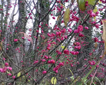 018 Fusain d’Europe