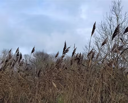 029 et des marais (roselière)
