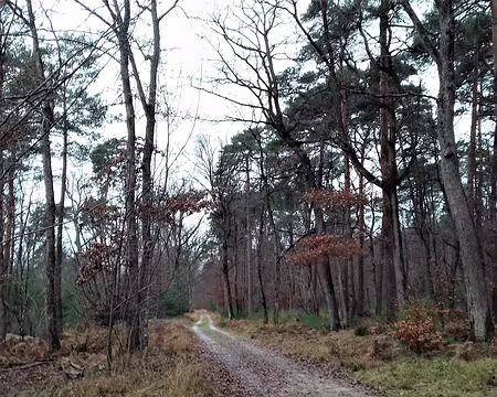 042 Route forestière