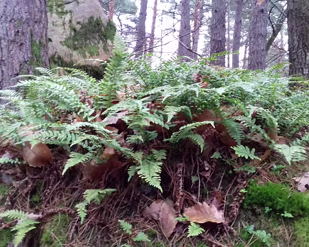 044 Fougères dans le sous-bois