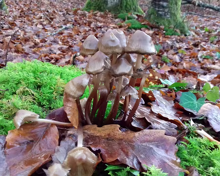 046 Champignons dans la mousse