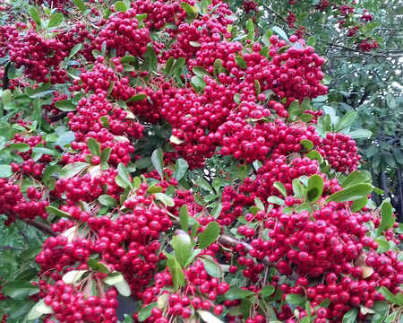 048 Pyracanthas. Merci Claude pour cette belle randonnée