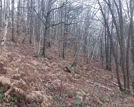 015 La forêt en hiver