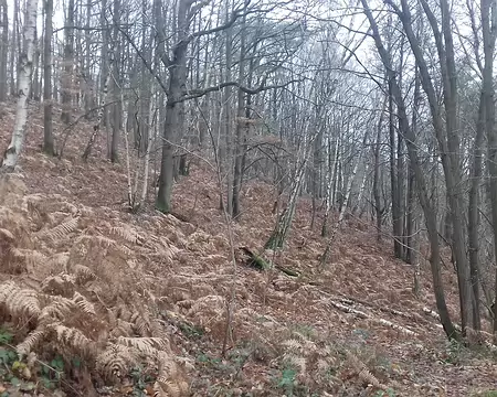 015 La forêt en hiver