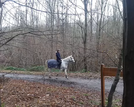 016 Une cavalière sur la route forestière de la Porte de la Minière