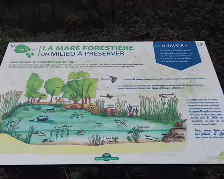018 La mare forestière, un milieu à protéger