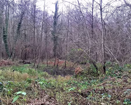 019 La mare, source de biodiversité