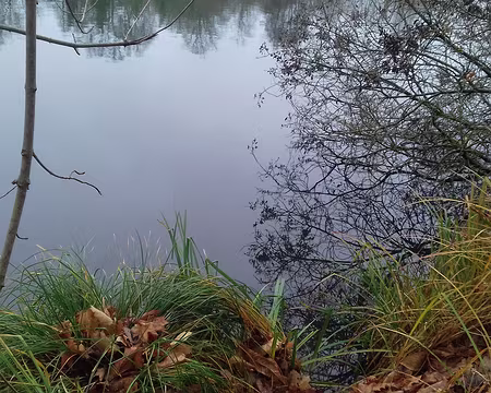 023 Plantes ripicoles