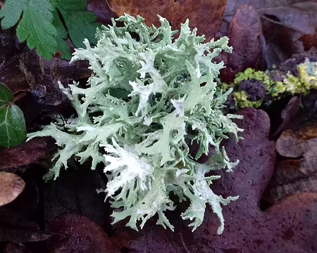 026 Lichen
