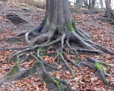 027 Racines (hêtre)