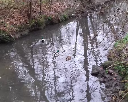 032 Canards sur la Bièvre