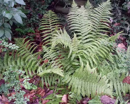 037 Fougère