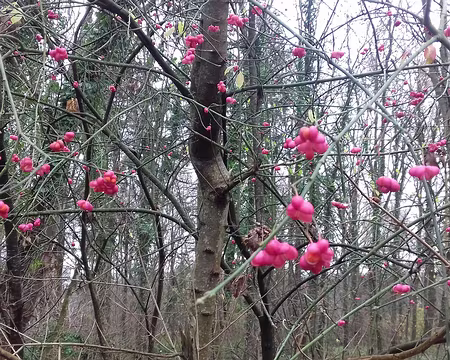 038 Fusain d’Europe