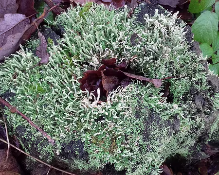 039 Lichen dans le Bois Robert