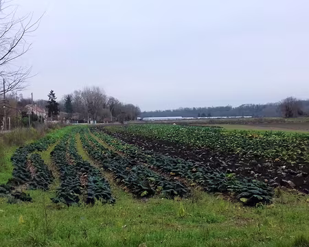 007 Les choux de Pontoise