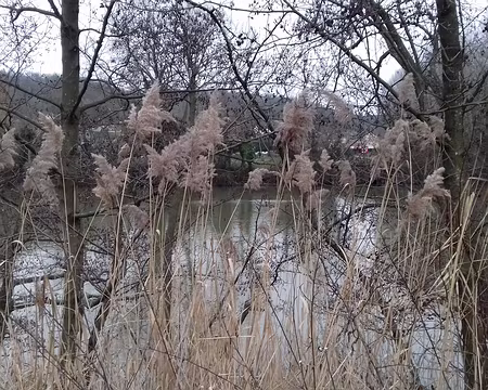 028 Roseaux (phragmites)