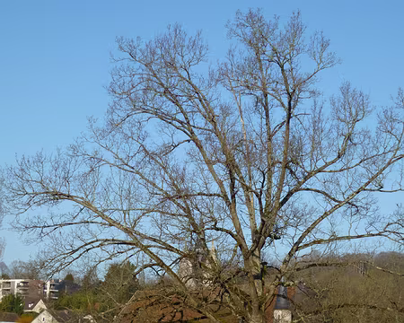 P1140677 ...Crécy-la-Chapelle