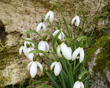 P1140684 Perce-neige