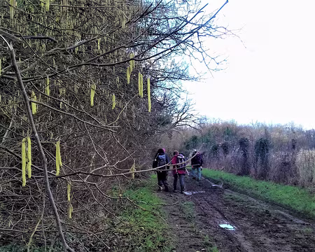 036 Premiers chatons