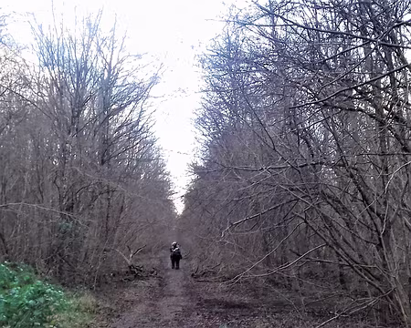 046 Un petit tour dans la forêt