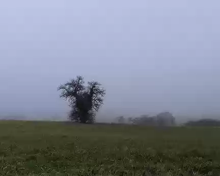 008 Chêne dans la brume