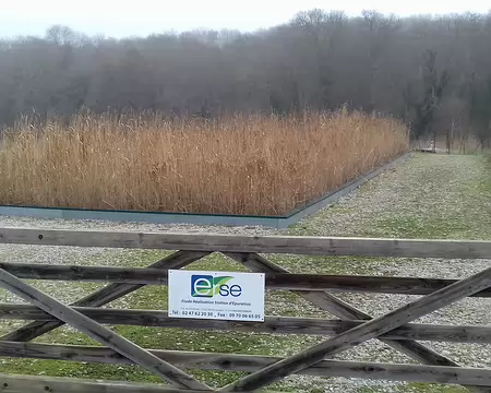 017 Bassins filtrants avec roseaux …