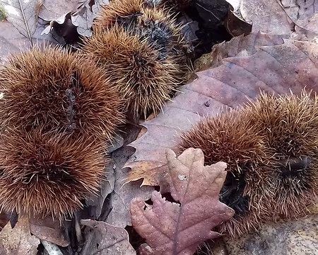 032 Bogues dans la forêt