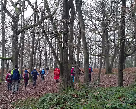 034 La forêt de la Roche Turpin est essentiellement composée de chênes