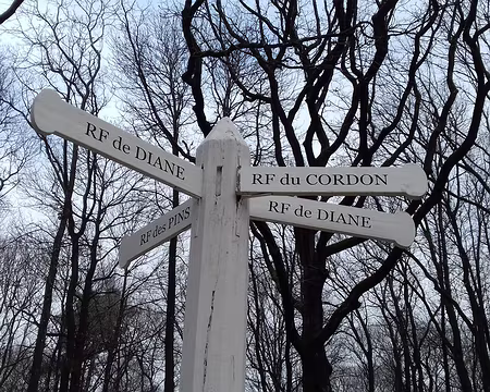 039 au cœur de la forêt