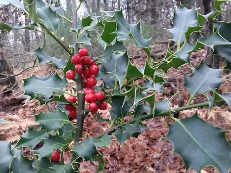 2022-01 Fontainebleau - Moret