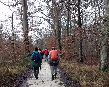 003 Sur la route de Médicis dans la forêt domaniale de Fontainebleau