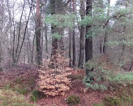 007 La forêt en hiver