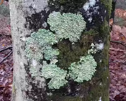 009 Lichen foliacé sur tronc de hêtre au bord de la route forestière Lefoin