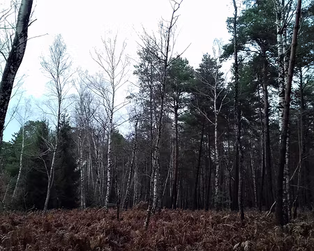 023 Pins et bouleaux