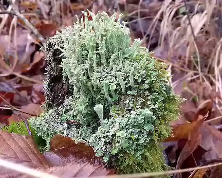 027 Cladonie (lichen) sur bois mort