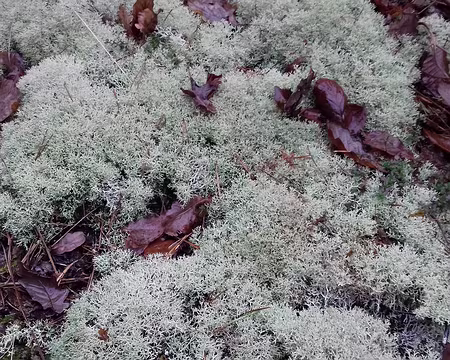 028 Lichen terricole