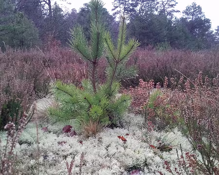 034 dans un paysage de lande …