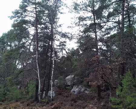 035 au milieu de la forêt