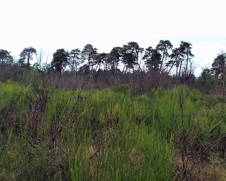 038 Pins et genêts près de la route forestière de Pompadour