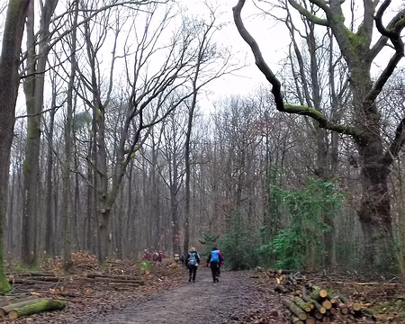 003 La forêt communale de Gif-sur-Yvette (175 ha), composée essentiellement de feuillus, est gérée par l’ONF