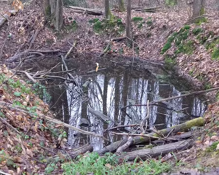 004 Une mare temporaire